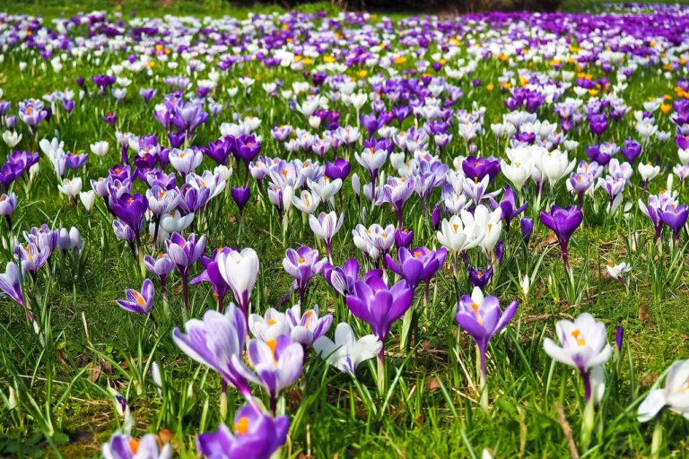 Crocus-Wiese
