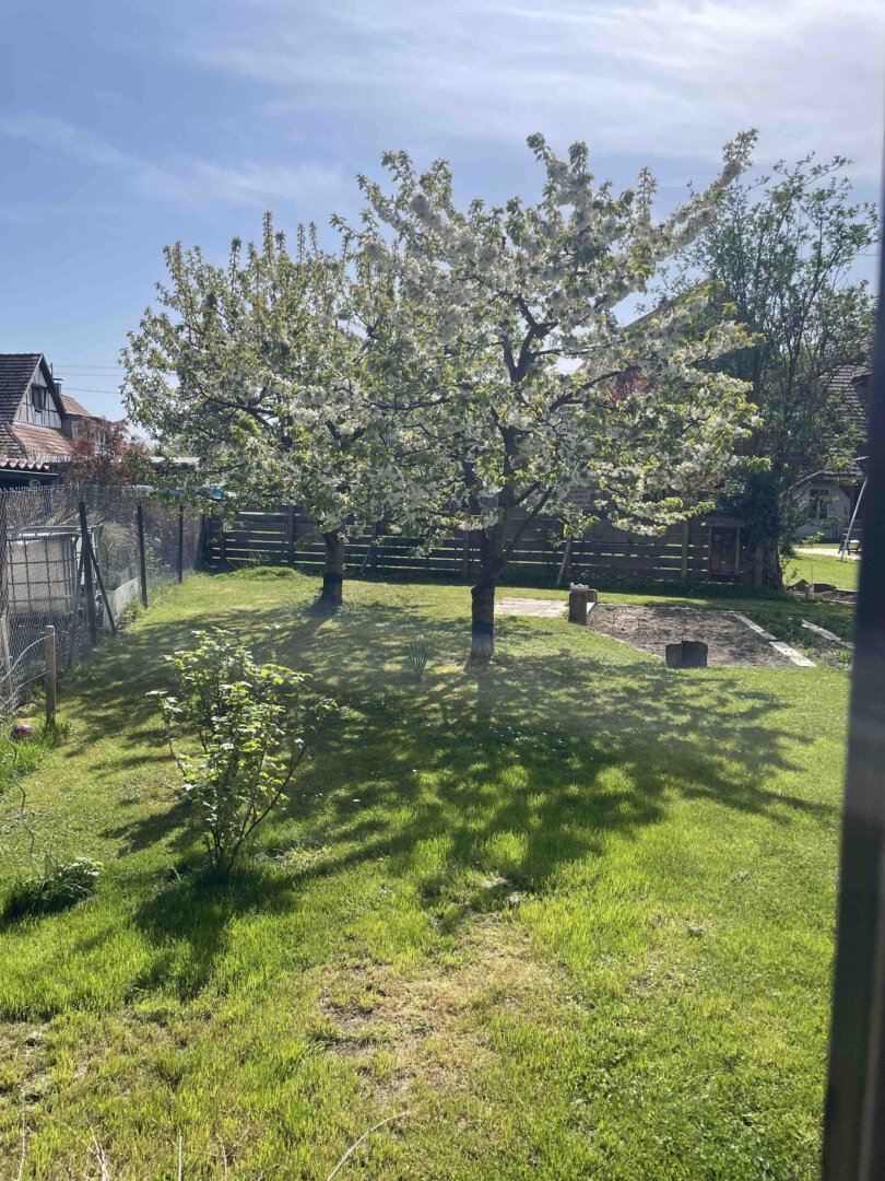 Im eingezäunten Garten einer Doppelhaushälfte in Schwanau werfen zwei blühende Bäume Schatten auf den sonnigen Rasen